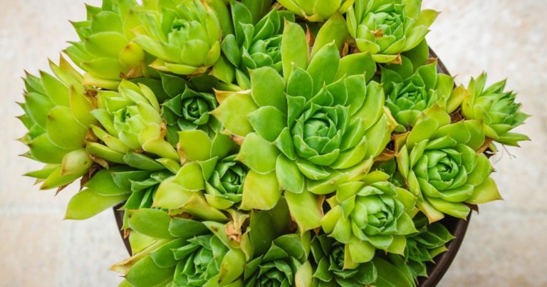 a picture of hens and chicks plant
