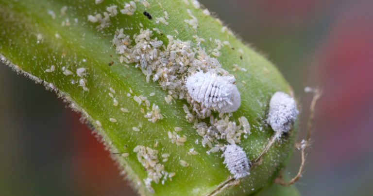 a photo of mealy bugs on succulents
