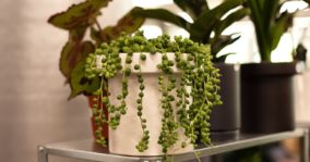 How to Grow & Care for String of Pearls Plant (Curio rowleyanus)