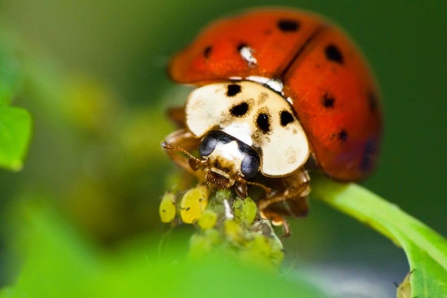 a ladybug eating aphids