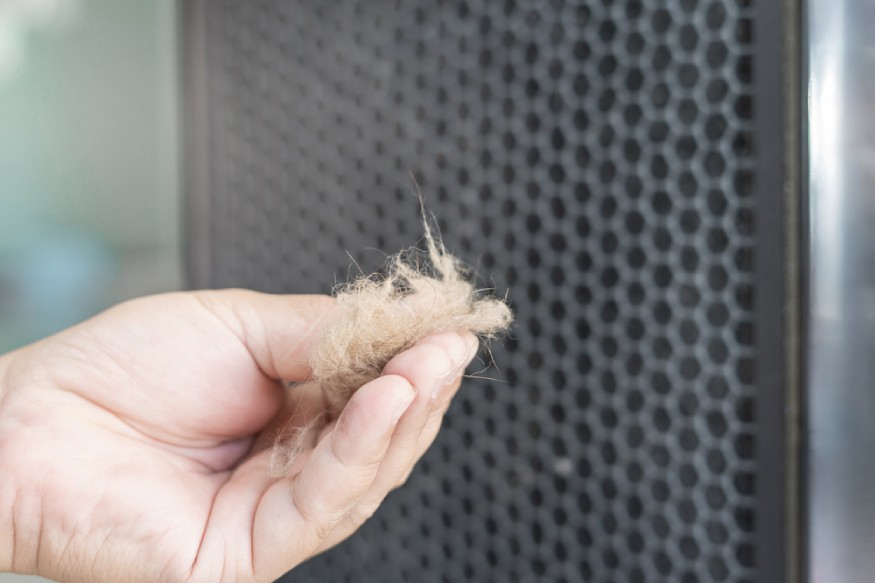 a hand holding pet hair collected from an air filter