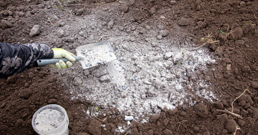 wood ash being spread on soil