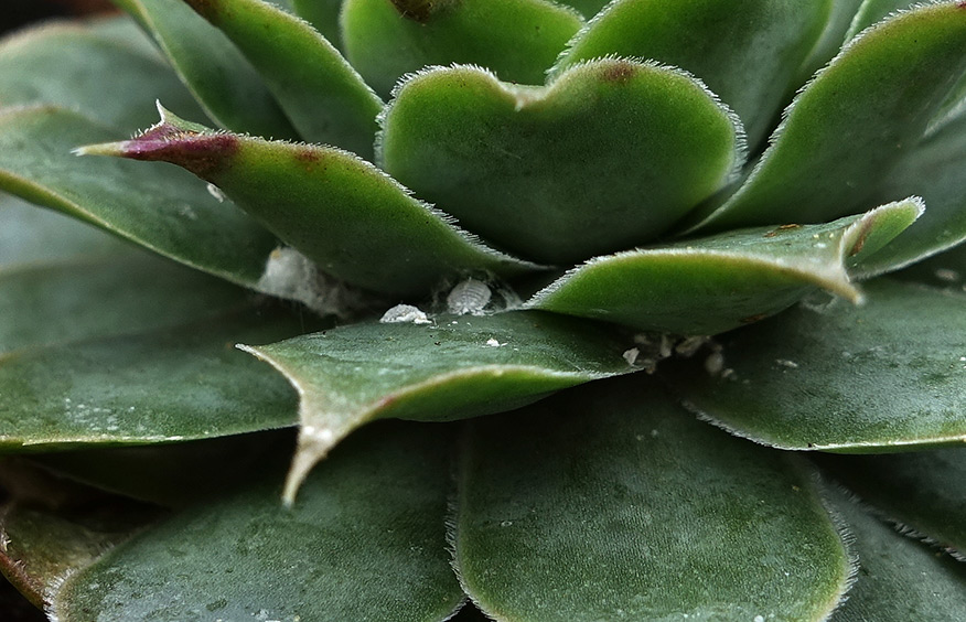mealy bugs on succulent leaves