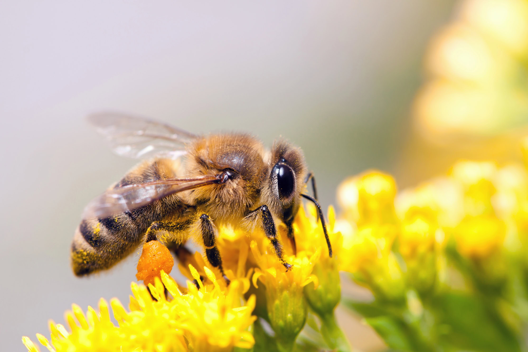 A close-up of a bee collecting pollen from bright yellow flowers, with pollen visible on its legs.