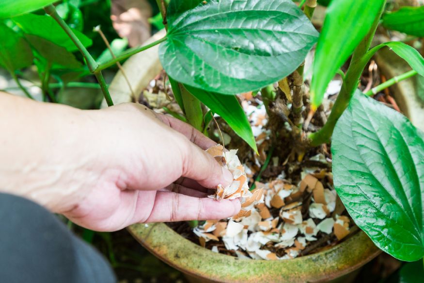 a person adding crushed eggs to a planter