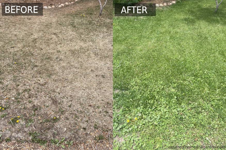 before and after images with LawnBright