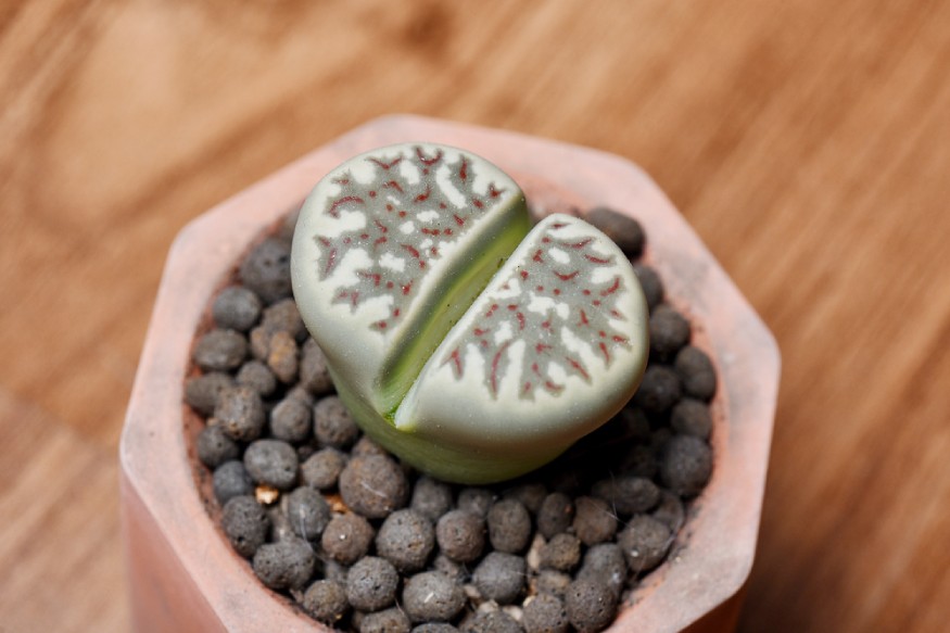 Lithops growing in a pot