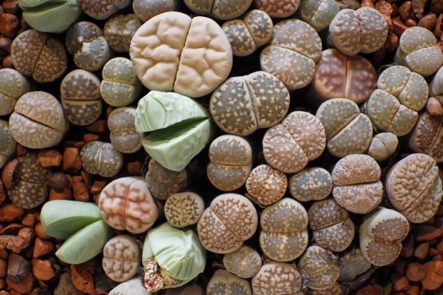 several lithops growing outdoors