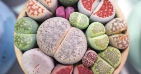 Lithops Succulent: How To Grow Living Stone Plants