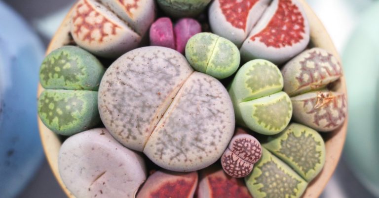 Close up picture of lithops in different colors