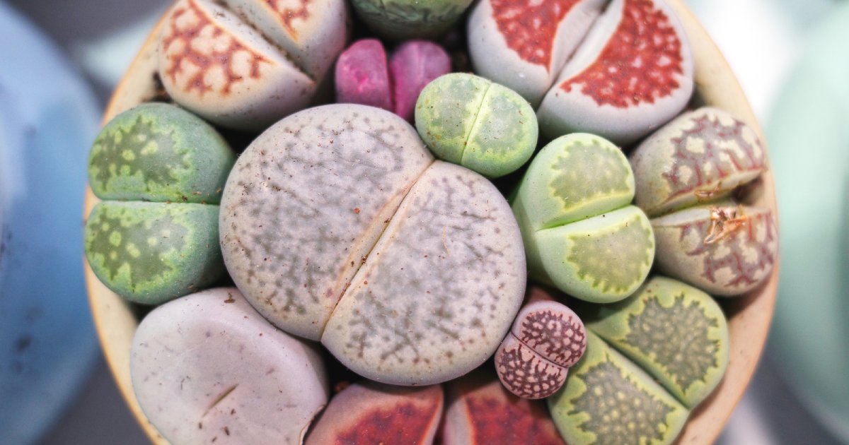 Close up picture of lithops in different colors