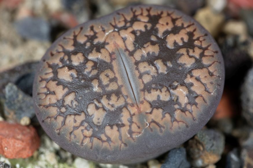 close up picture of lithops