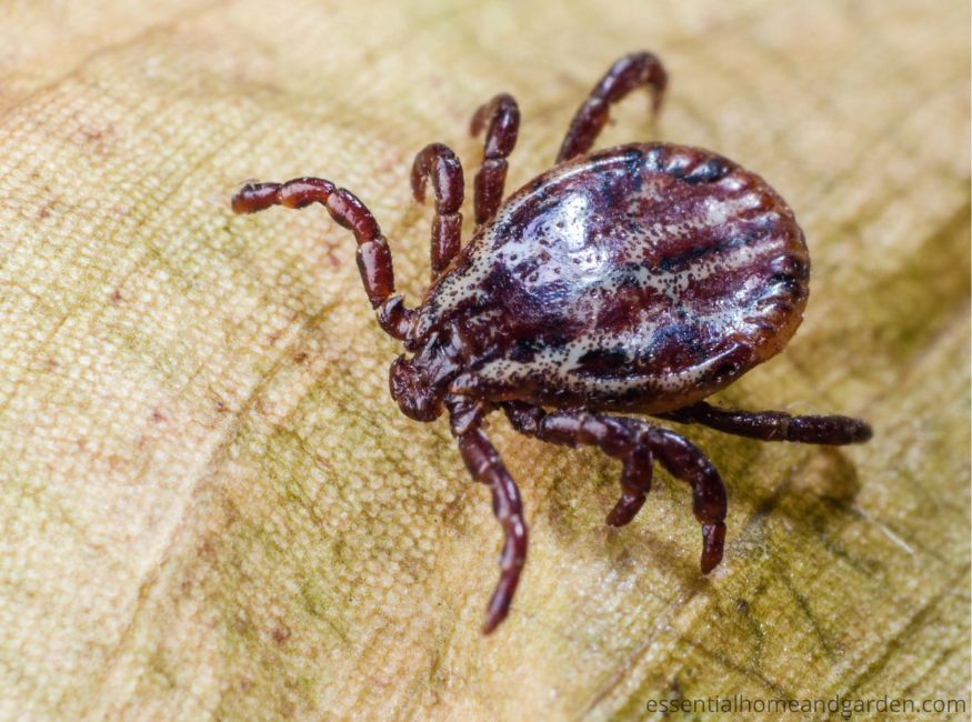 Close-up of a brown tick with visible legs and patterned back, crawling on a textured, light brown surface.