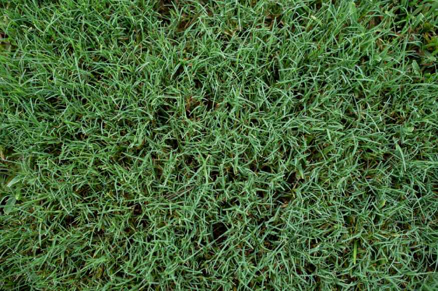 a photo of bermuda grass, a type of warm season grass