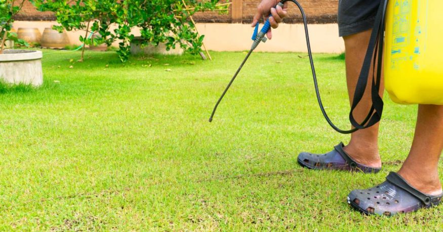 a homeowner applying a pre-emergent weed killer