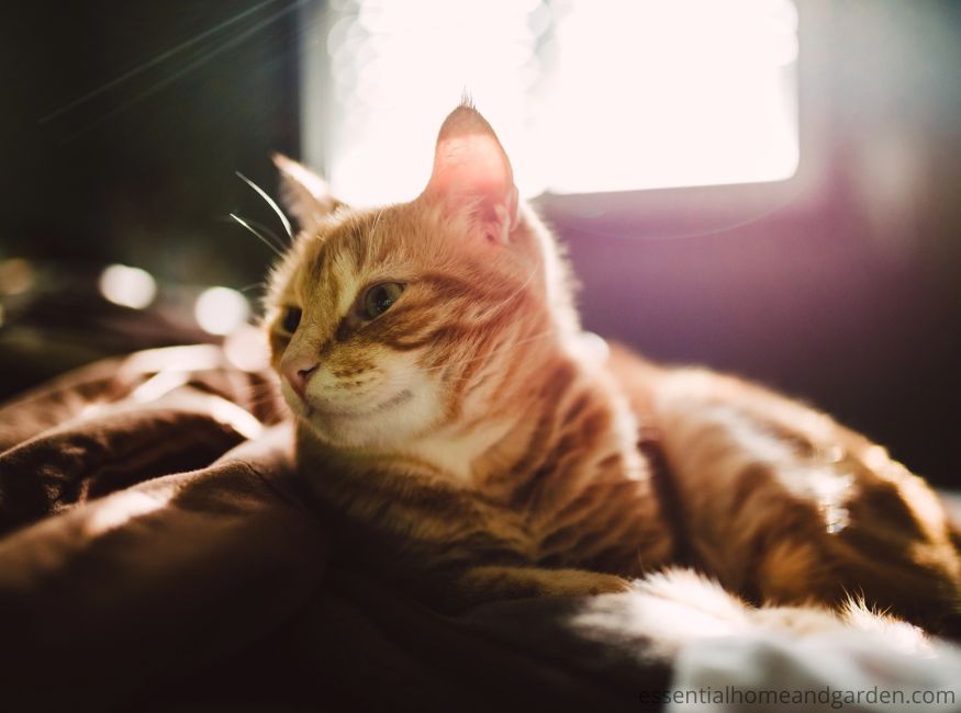 An orange tabby cat lies on a bed, illuminated by sunlight streaming through a nearby window.