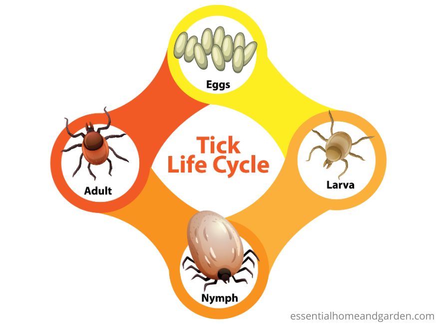 Diagram showing the tick life cycle with four stages: eggs, larva, nymph, and adult, each illustrated with corresponding images.