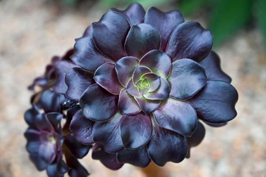 photo of black rose aeonium