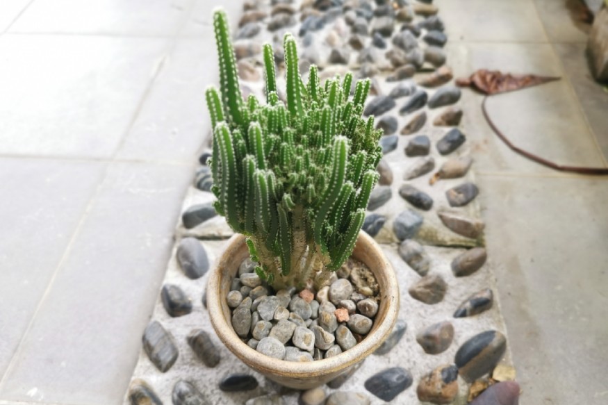 photo of a fairy castle cactus