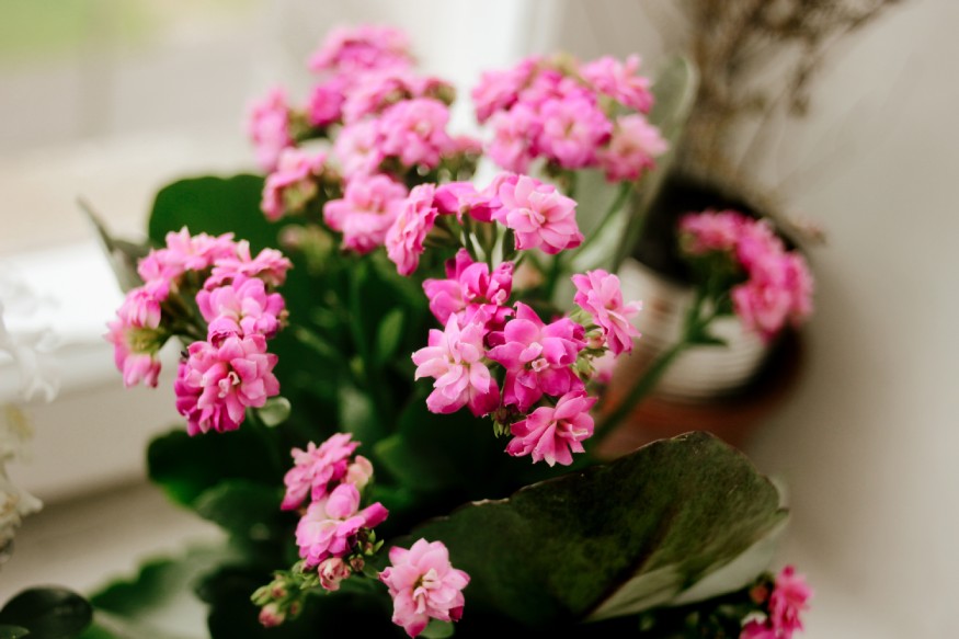 Kalanchoe blossfeldiana with pink flowers