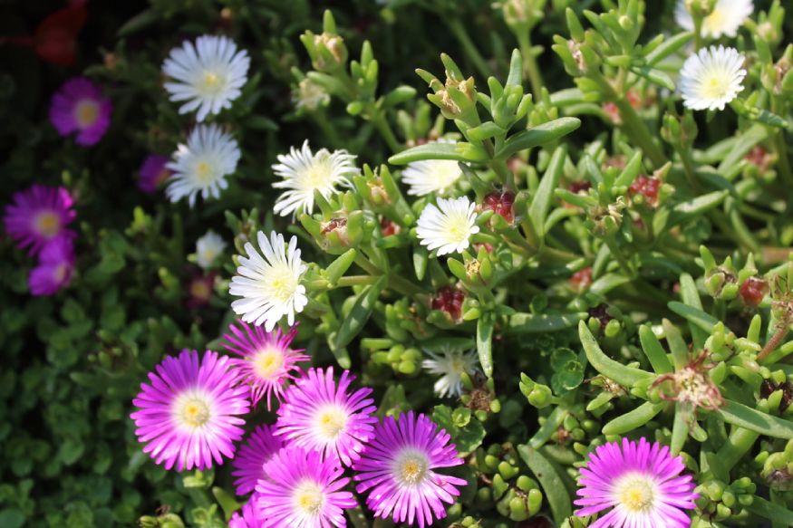 ice plant with blossoming flowers