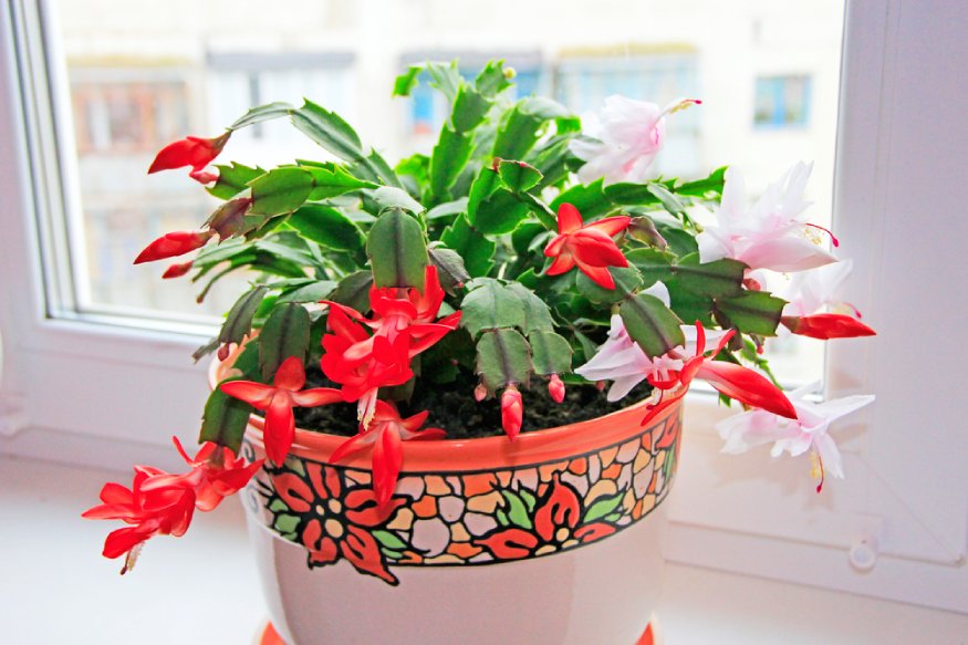 Holiday cactus with white and pink flowers