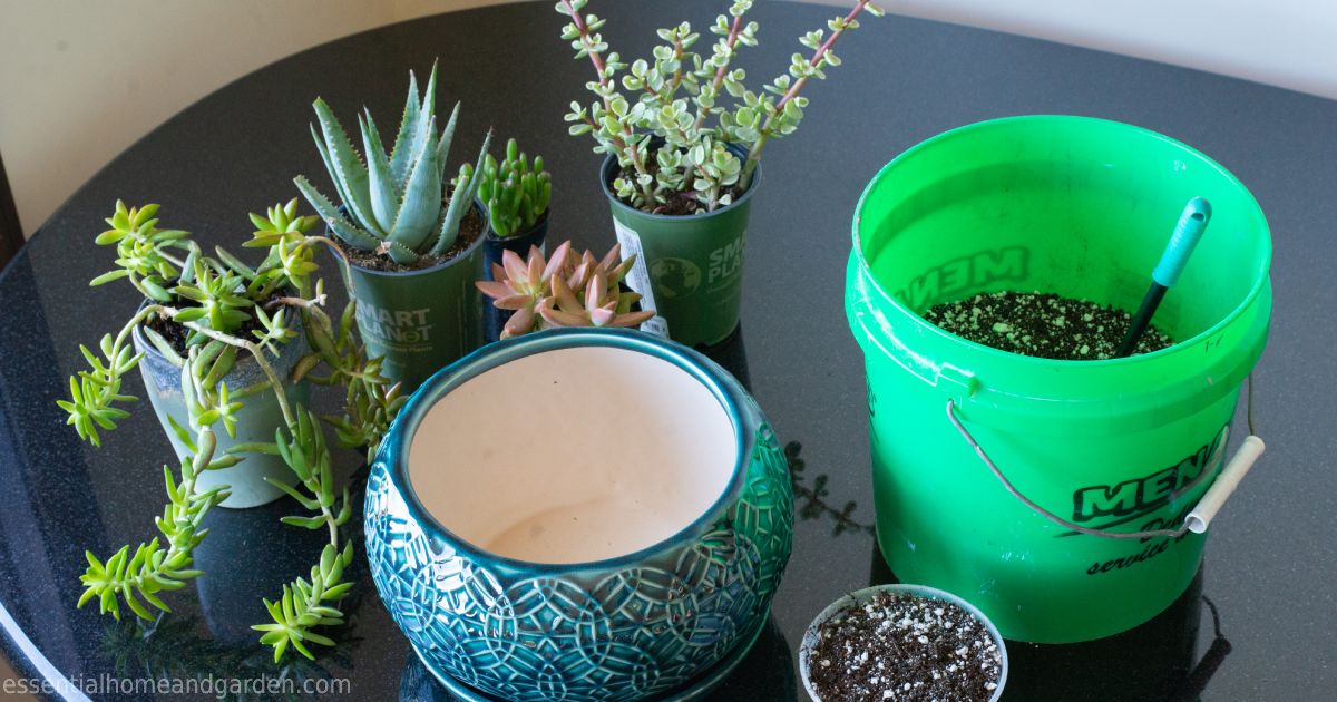 succulent soil mix, container, and succulents on a table