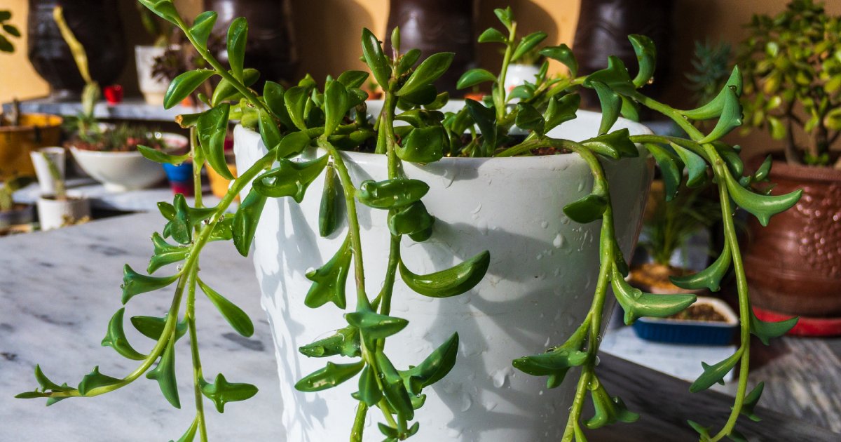 string of dolphins plant in a white ceramic pot