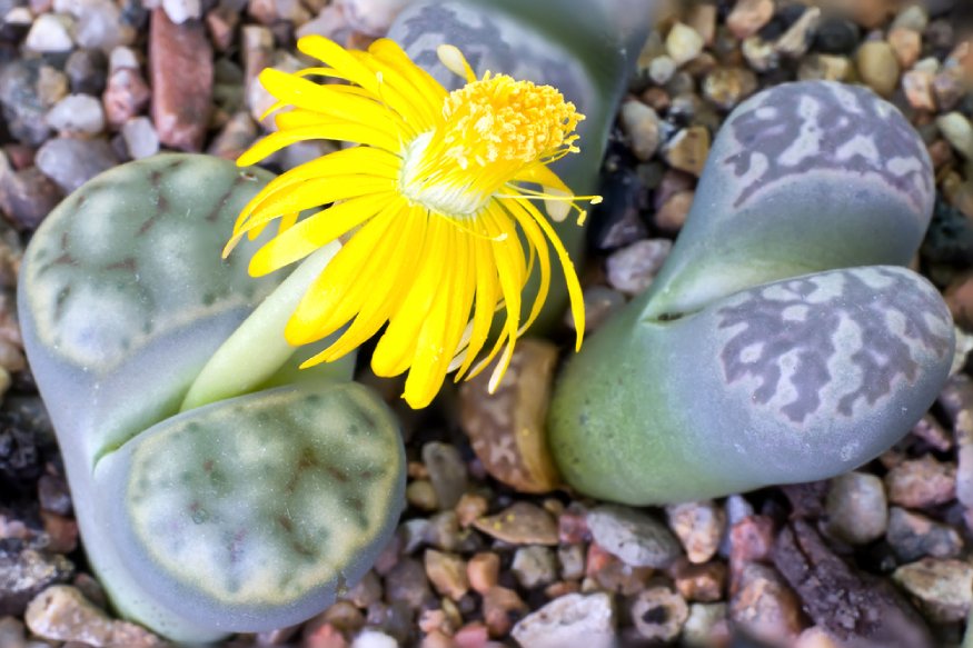Lithops with yellow flower