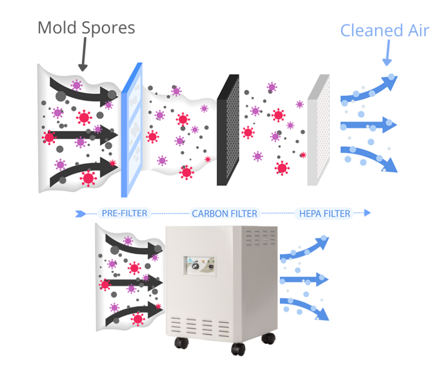 how an air purifier helps with mold