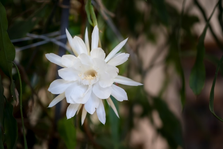 white flower of an Epiphyllum oxypetalum
