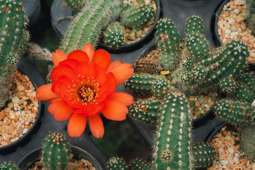 peanut cactus with its flower blooming