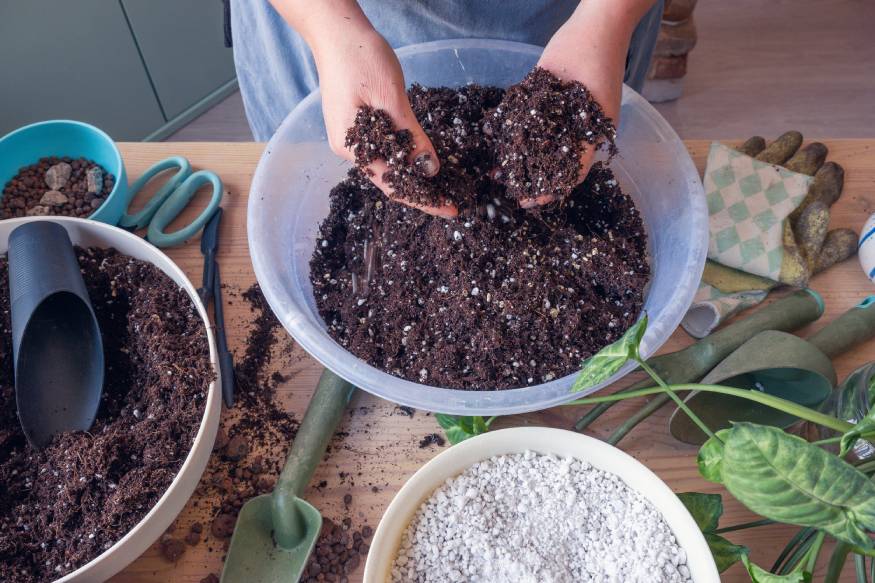 a gardener mixing a DIY potting soil for string of dolphins plant