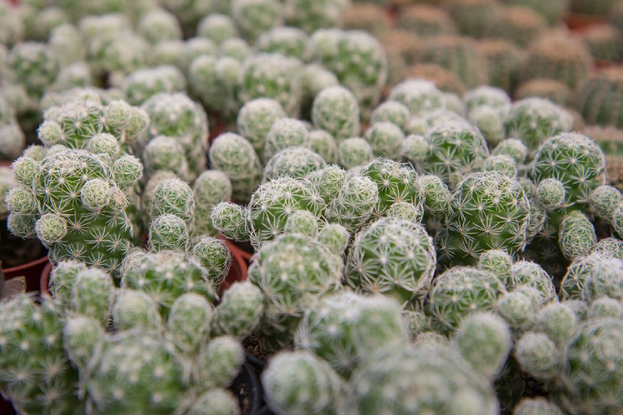 photo of thimble cactus