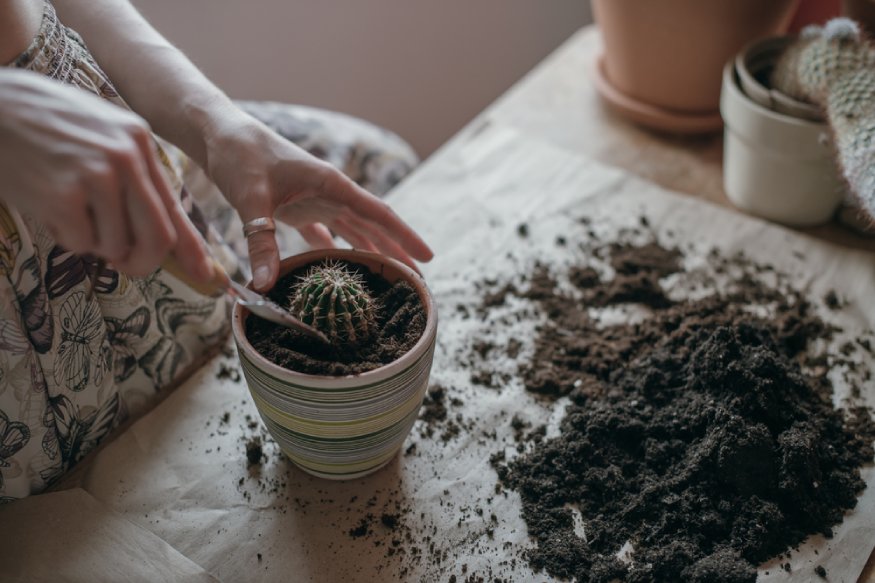 a woman adding homemade succulent soil mix in a container