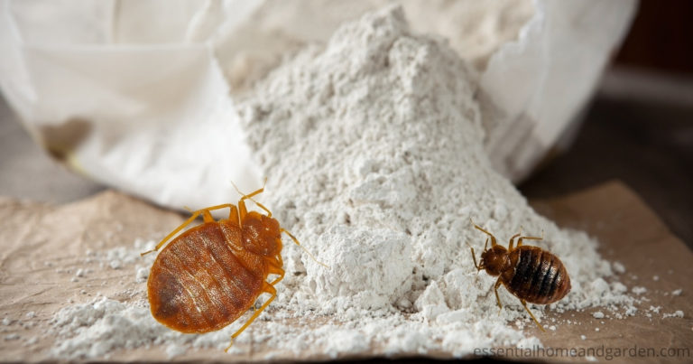 bed bugs on diatomaceous earth