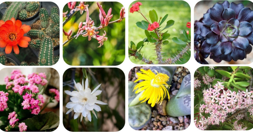 Flowering Succulents