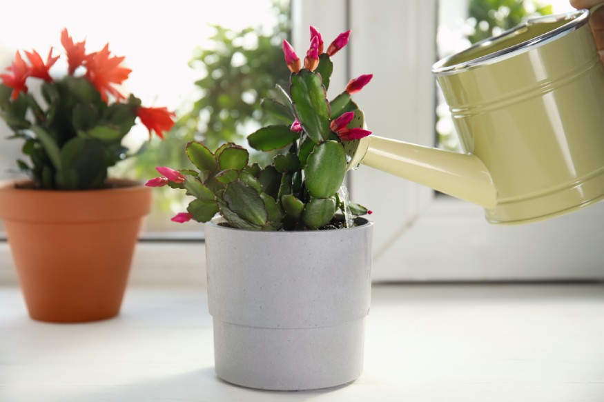 a person watering an indoor easter cactus