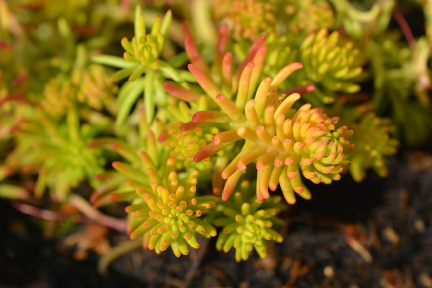 photo showing the foliage of an Angelina Stonecrop