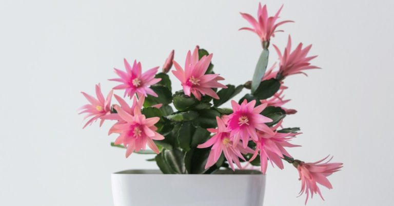 easter cactus in a white flower pot