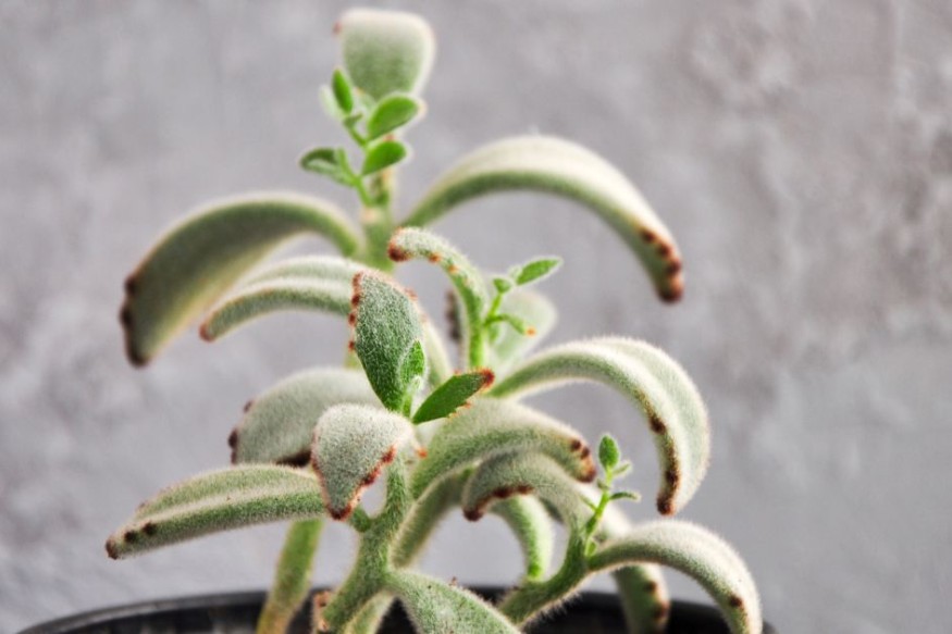 Close-up photo of panda plant with new stems growing