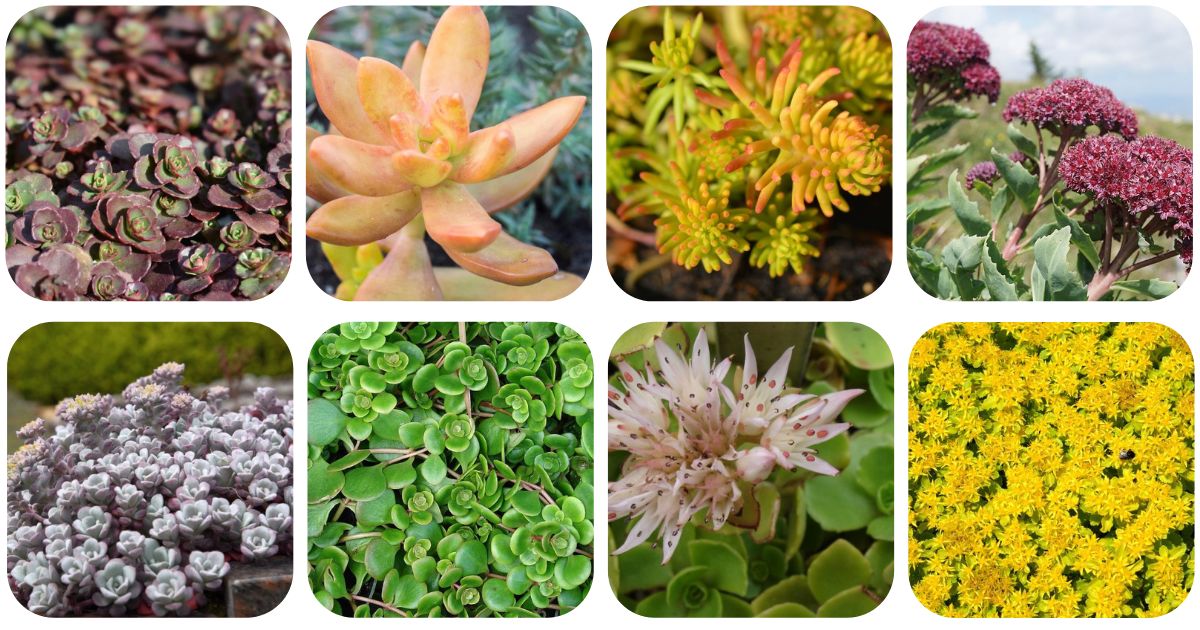 sedums-ground-cover