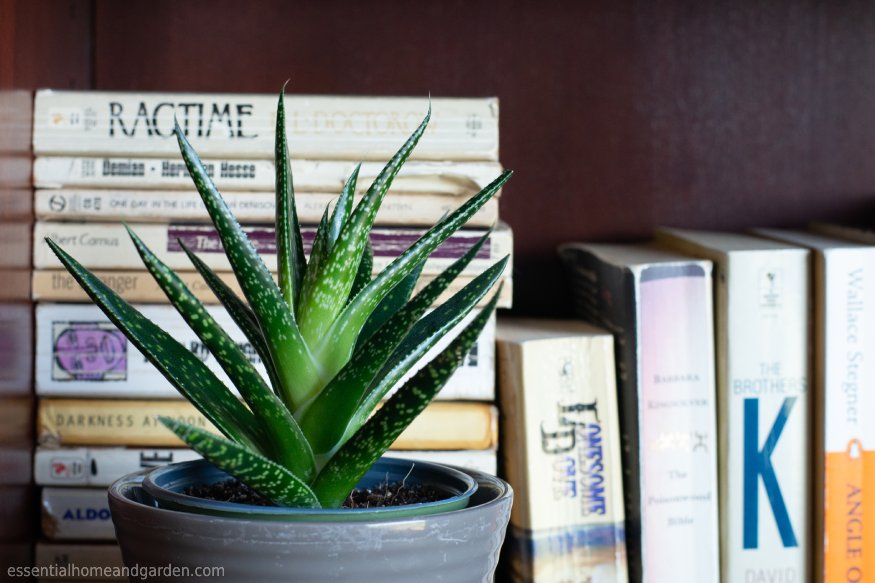 Aloe Vera on a bookshelf