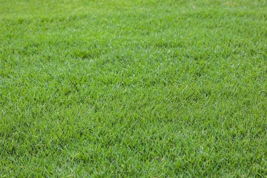 photo of bermuda grass