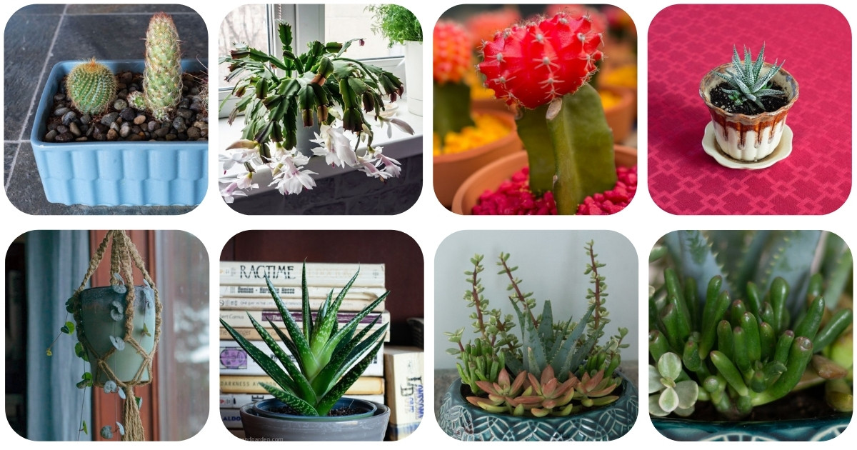 The Best Indoor Succulents 12 Varieties That Will Thrive In Your Home