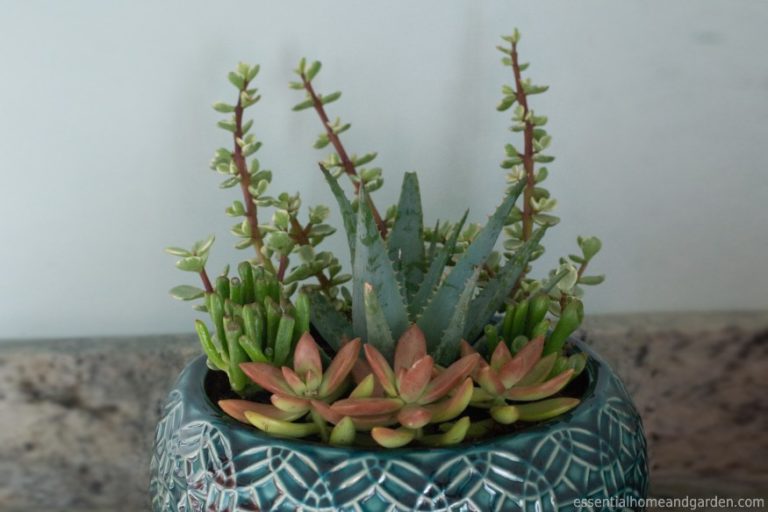 The Best Indoor Succulents 12 Varieties That Will Thrive In Your Home