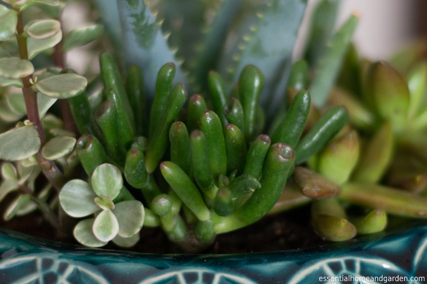 A young gollum jade works well in a succulent arrangement