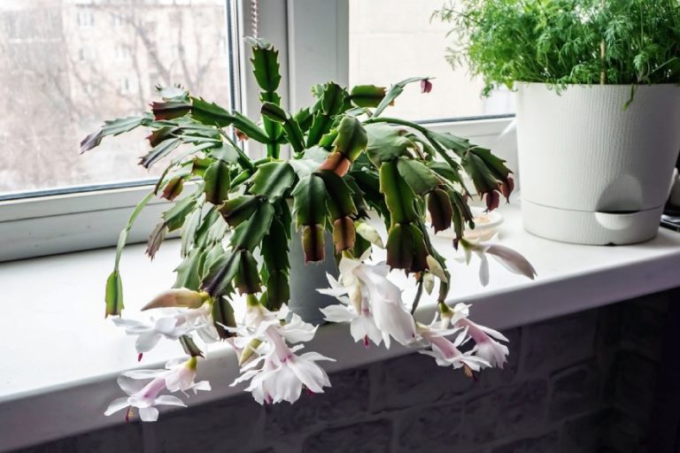 The Best Indoor Succulents 12 Varieties That Will Thrive In Your Home