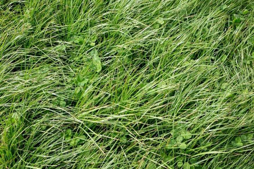 photo of perennial ryegrass