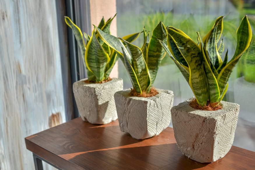 Three snake plants on a wooden table near the window